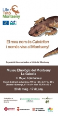 El meu nom és Calotriton i només visc al Montseny!